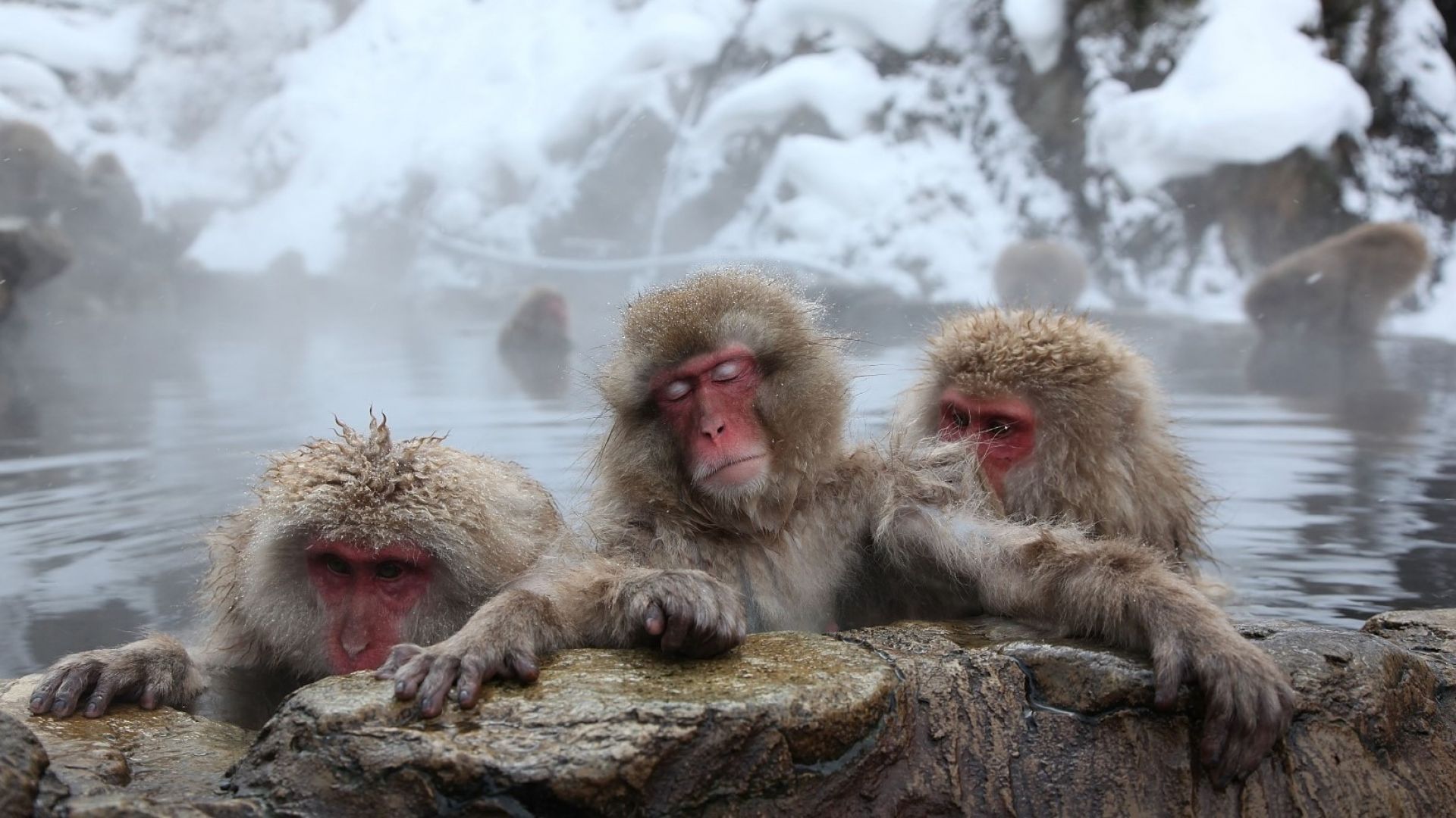 Каква е историята на японските снежни маймуни и страстта им към топли басейни?