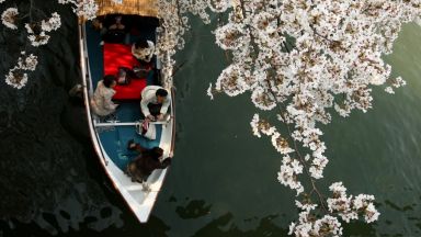Сезонът на цъфналите вишни в Япония ще започне 10 дни по-рано от обичайното