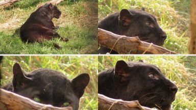 Почина Окичуко черната пантера в Софийския зоопарк любима на