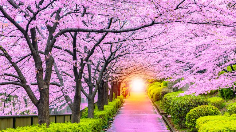Защо 2026 г. може да е идеалната година да видите цъфтящите череши в Япония?