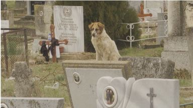 Бездомно куче бди повече от 40 дни до гроба на
