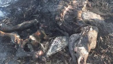 Агенцията по безопасност на храните във Велико Търново и полицията