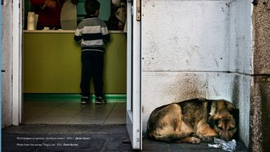 "Животът на бездомните животни": Драматичност, но и надежда за нов живот