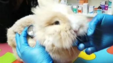 Бум на изхвърлени декоративни зайчета след Коледа и Свети Валентин