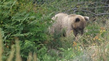 Групата за бързо реагиране към РИОСВ Смолян провери в неделя първите