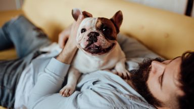 Най-популярните породи кучета: Френският булдог е по петите на лабрадор ретривъра 