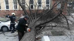 Пловдивчанин осъди общината за над 30 000 лв., след като дърво падна върху него и едва не го уби