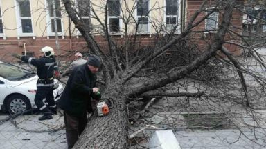 Огромно дърво падна в центъра на Кюстендил тази сутрин Няма