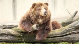 Мечките в зоологическата градина в София заспиват зимен сън