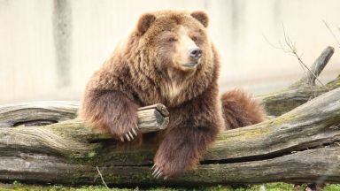 Мечките в зоологическата градина в София заспиват зимен сън съобщи