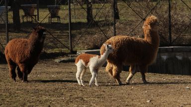 От днес 4 април Зоологическа градина София преминава към