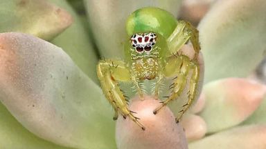 В Австралия беше открит "най-сладкият" паяк