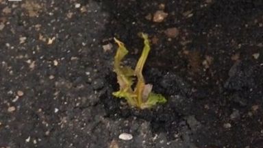 Растения никнат от новоположен асфалт в квартал в Своге Жителите