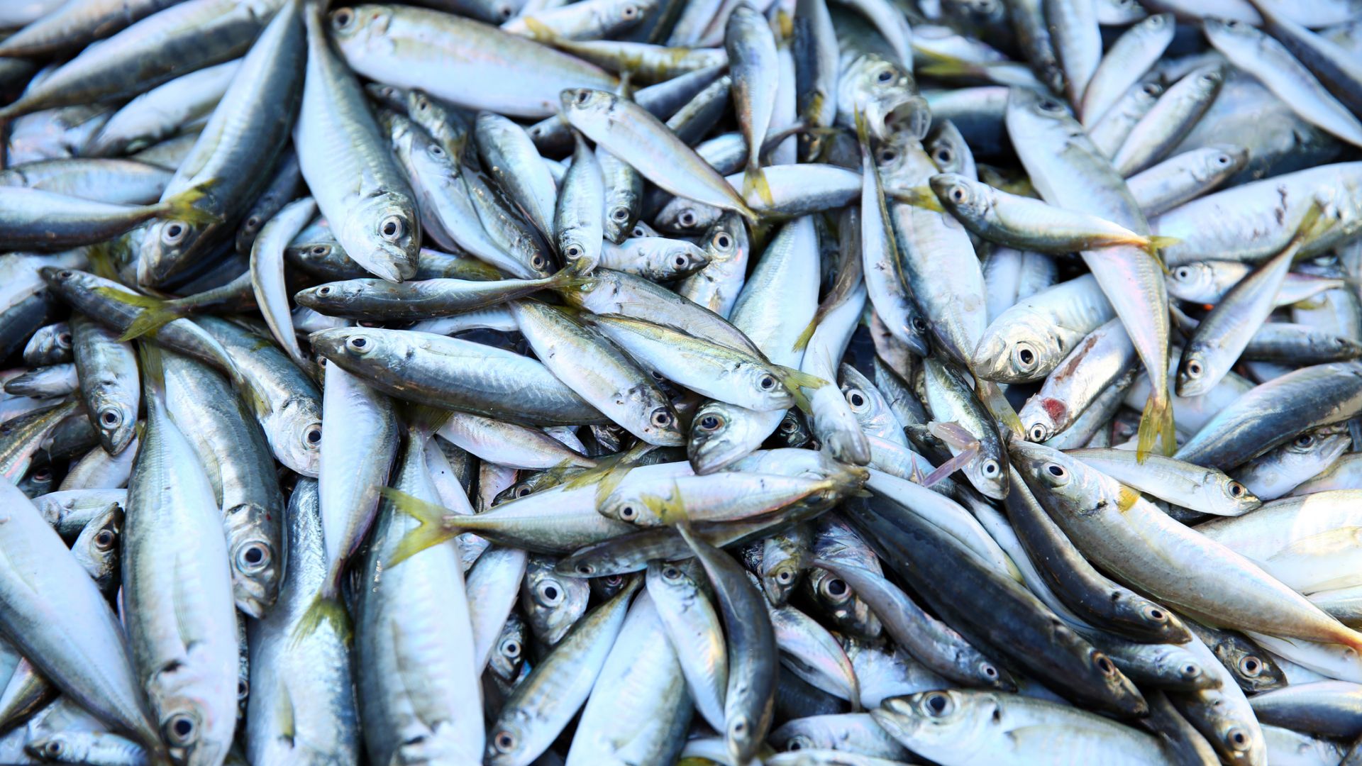 Риболовът - виновен колкото авиацията за парниковите емисии