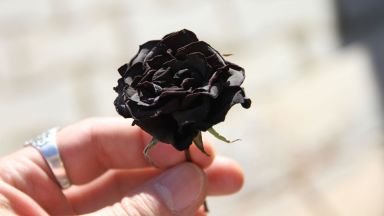 Турция патентова черната роза
