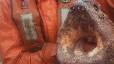 Рибар от американския щат Орегон хвана гигантска змиорка в Берингово