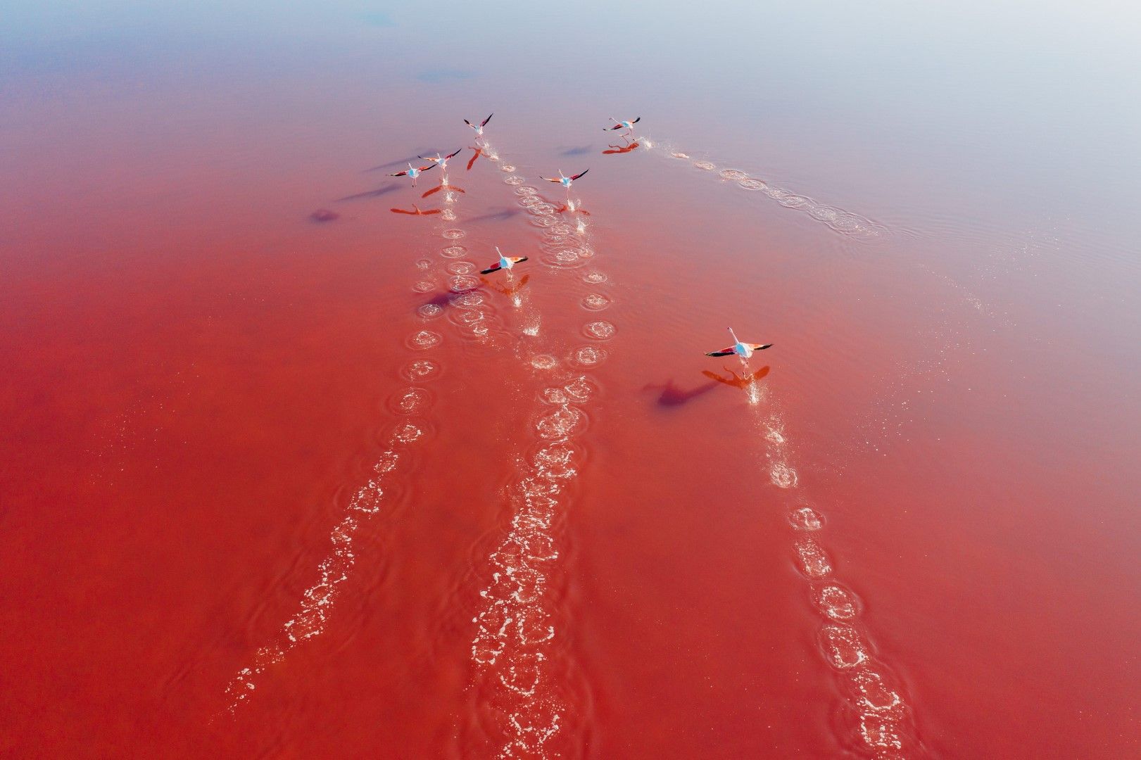 Птици прелитат над солните езера край Фаро, Португалия