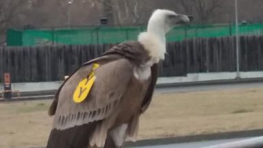 Два белоглави лешояда разхождащи се спокойно в центъра на Сливен