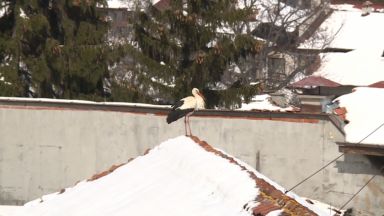 Добро дело обедини хора от Банско и Разлог От няколко