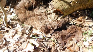 Трима души са задържани за убийството на женски зубър в