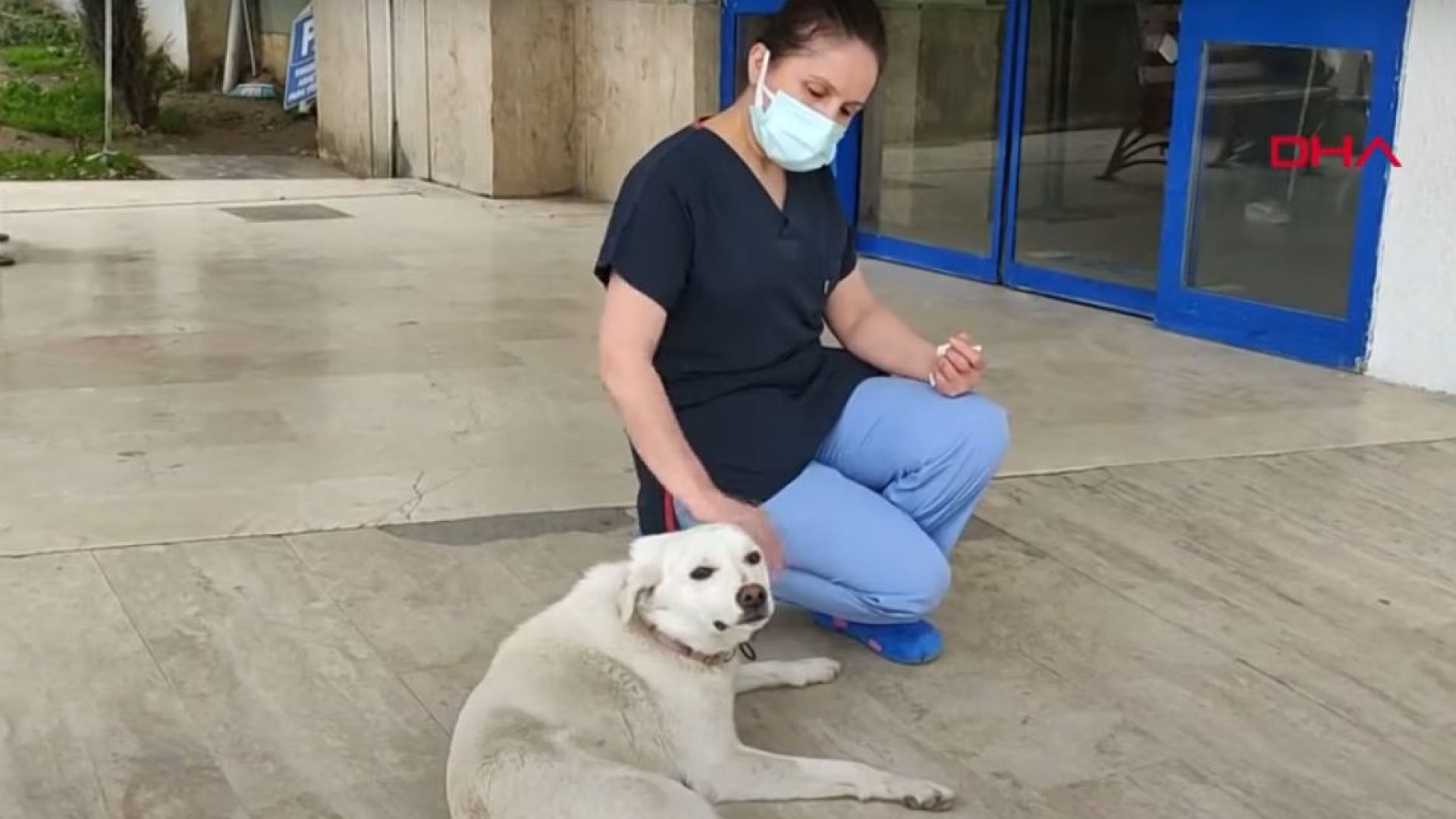 Предано куче чака стопанина си пред болница 14 дни (снимки, видео)