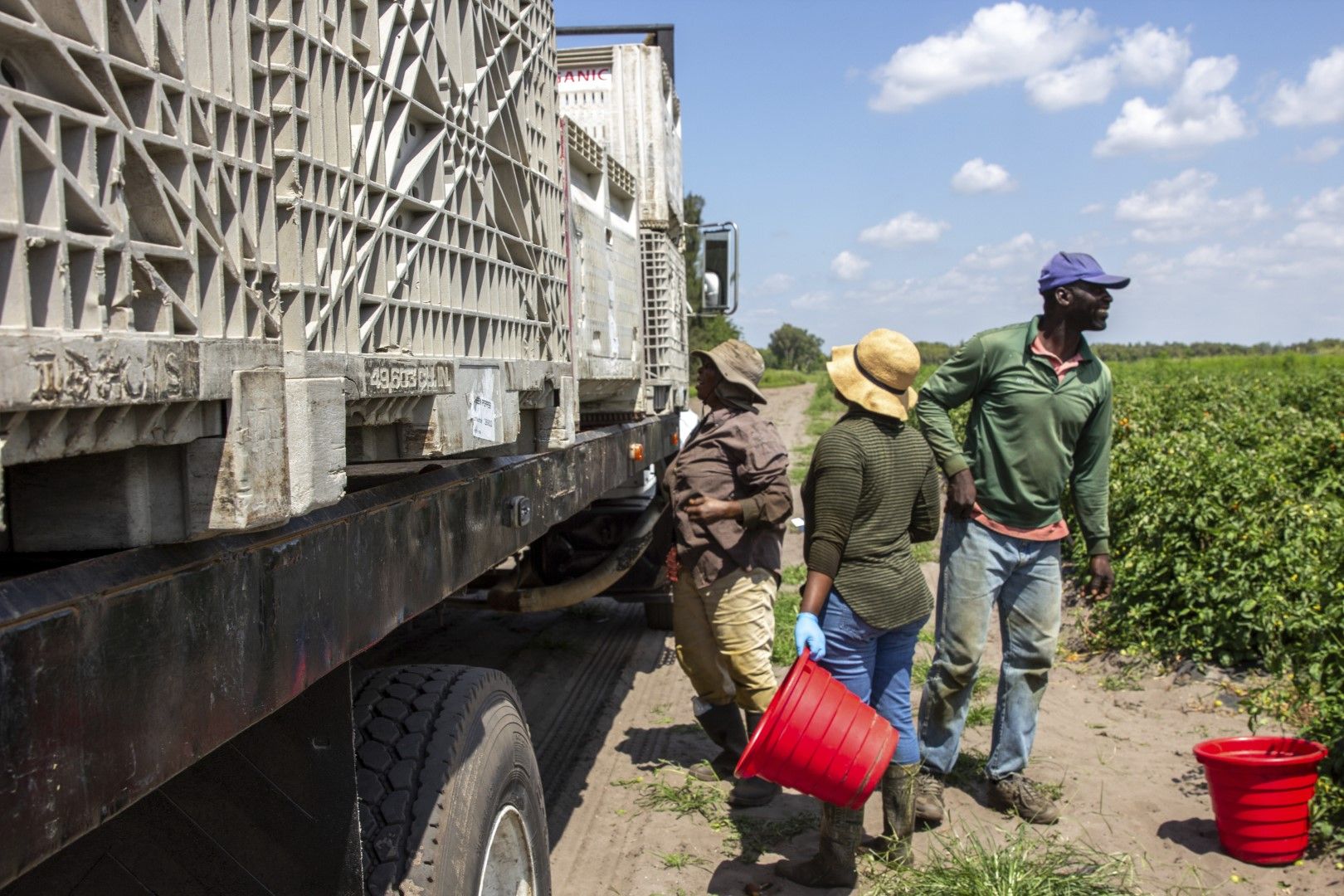 Земеделски работници товарят камион със събрани домати във ферма във Флорида