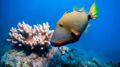 До 99% от Големия бариерен риф вероятно ще изчезне до 2025 г.