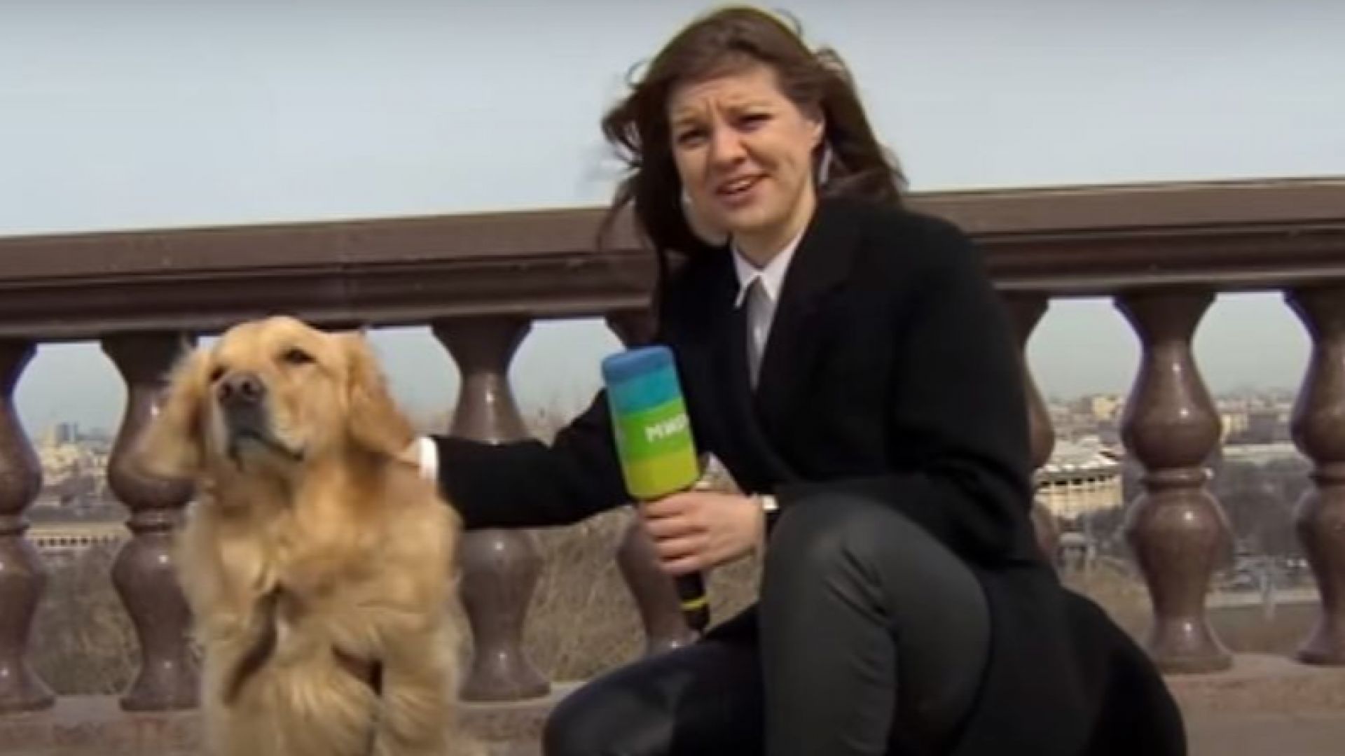 Куче открадна микрофона на репортерка в Москва (видео)