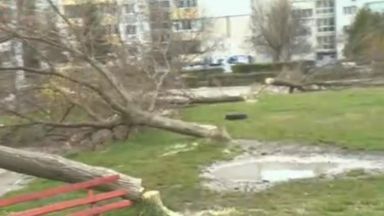 Неизвестни граждани от няколко дни изсичат дървета в столичния квартал