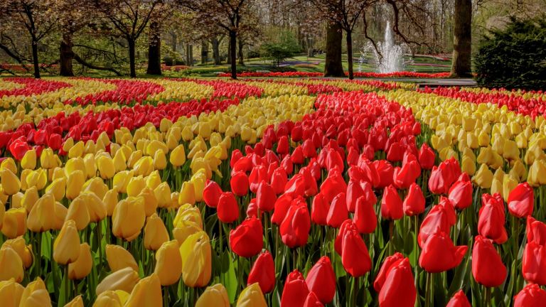 Кукенхоф: най-пищната градина с пролетни цветя в Европа (снимки)