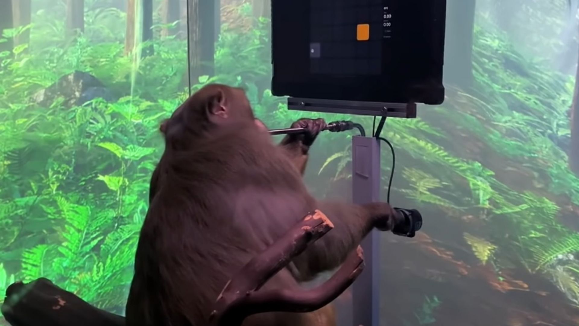 Мъск показа клип с играеща на видеоигри маймуна с чип в мозъка (видео)