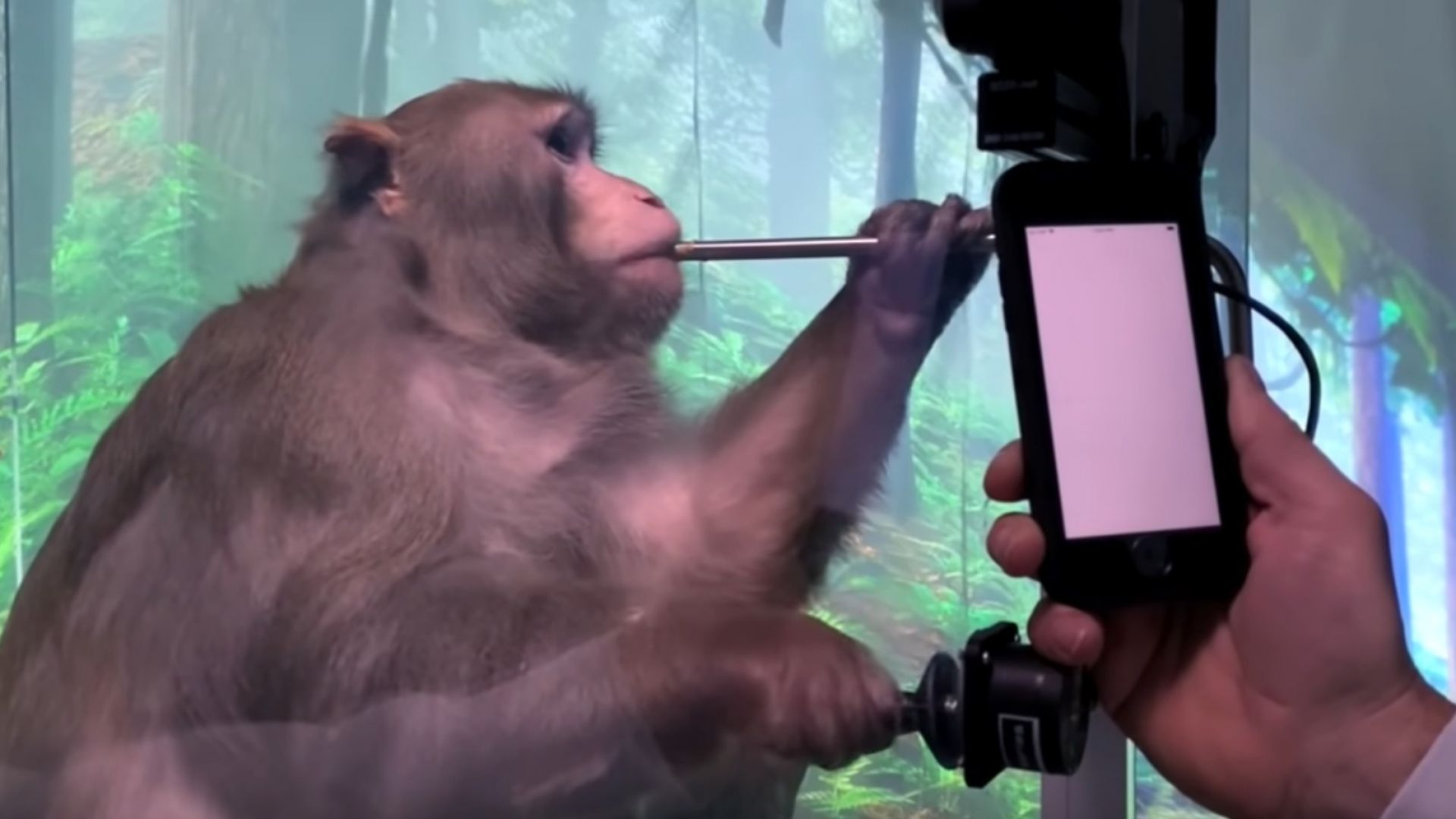 15 от 23-те маймуни, на които Мъск вгради мозъчни чипове, са починали "в изключителни мъки" 