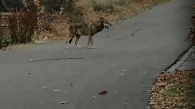 Вече половин година вълк обикаля най големия парк и вилните зони