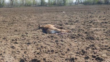 Откриха убит елен край разградско село