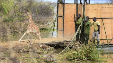 Спасиха девет жирафа от потъващ остров в Кения