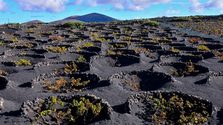 Като на Луната: вулканичните лозя на остров Лансароте