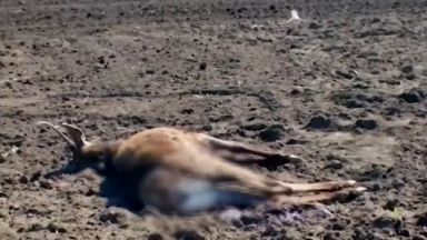 След като преди две седмици жертва на бракониери стана зубър