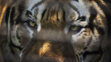 Два сибирски тигъра мъжки и женски от Старозагорския зоопарк