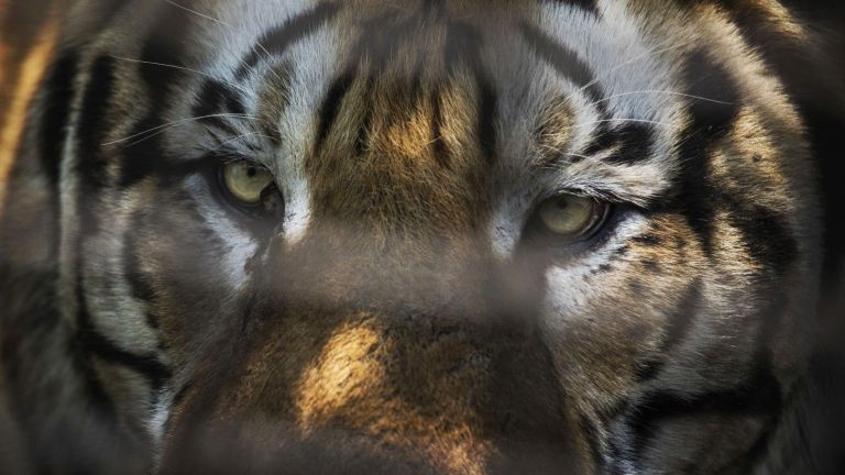 Два сибирски тигъра - мъжки и женски, от Старозагорския зоопарк