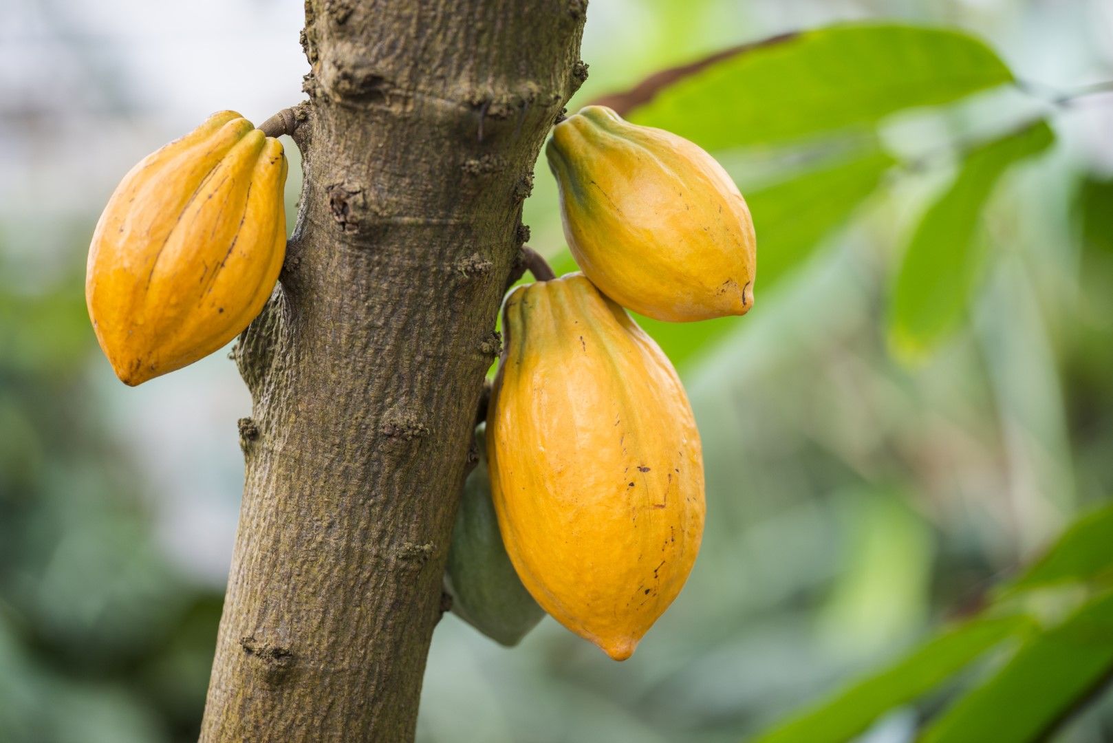 Какаово дърво. Повече от половината от котдивоарските плантатори живеят на прага на бедността