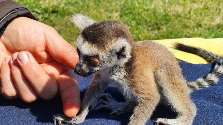 Вече стана традиция всяка пролет в Зоопарк Бургас да има