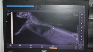 Полицията в Сливен задържа за 24 часа мъж за стрелба