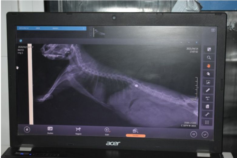 На рентгенова снимка се вижда сачмата в тялото на животното
