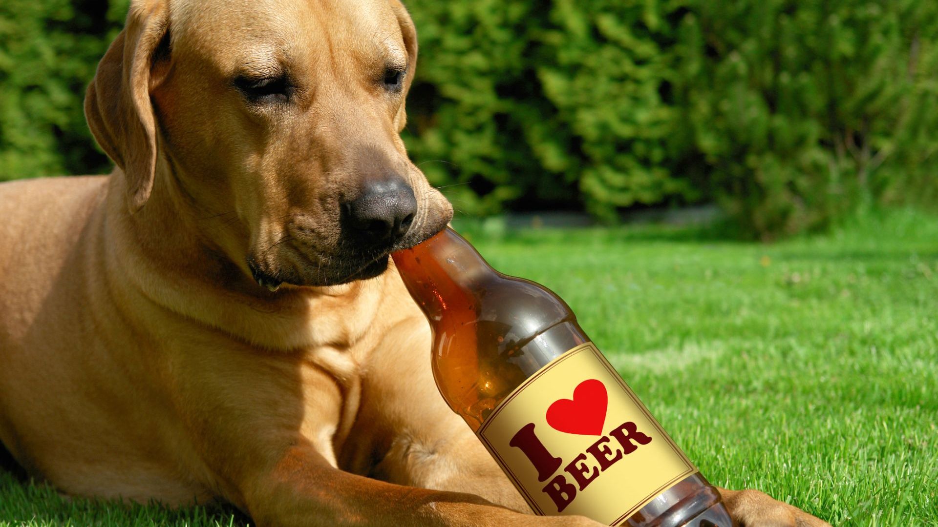 Пивоварна плаща 20 хил. долара за куче-дегустатор на бира за шаровци 