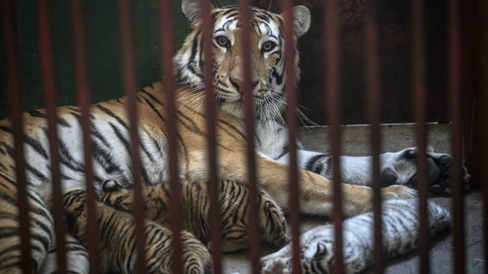 Четири бенгалски тигърчета, сред които бебе с рядък бял цвят, се родиха в зоопарк в Хавана