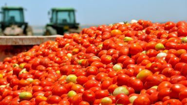 България внася много повече домати, отколкото банани