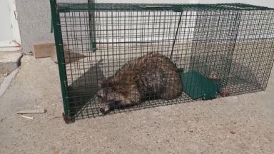 Хищници са нападнали някои от гнездата на пеликаните в резервата