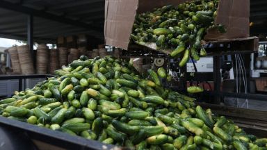 В центъра на Бургас демонстративно бяха изсипани 100 килограма краставици По