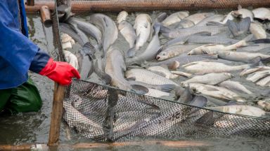 Рибата остава проблем след Брекзит: Водите на Обединеното кралство остават затворени
