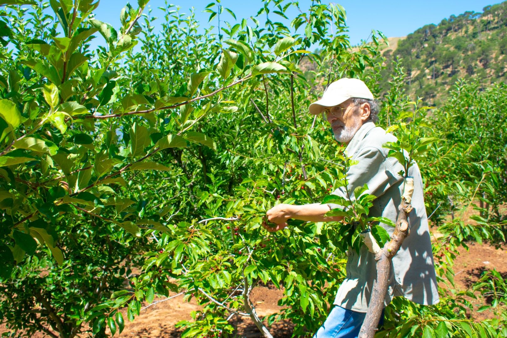 Ливански фермер в черешова градина